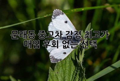 문래동 중고차 감정: 최고가 매입, 후회 없는 선택!