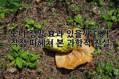 노니, 정말 효과 있을까? 내가 직접 파헤쳐 본 과학적 진실!