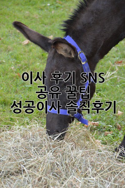 이사 후기 SNS 공유 꿀팁🍯 #성공이사 #솔직후기